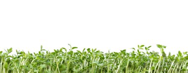 beyaz izole su teresi