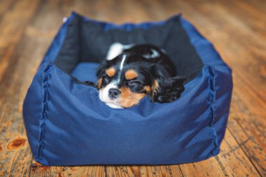 Şövalye spaniel köpek yavrusu