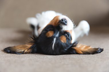 Şövalye spaniel köpek yavrusu