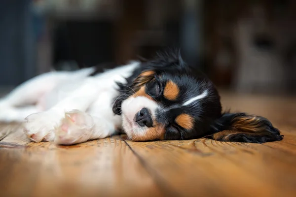 Cavalier spaniel cucciolo — Foto Stock