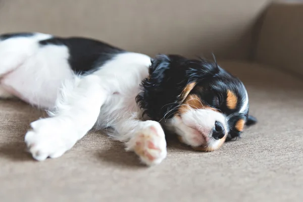 Cavalier spaniel cucciolo — Foto Stock