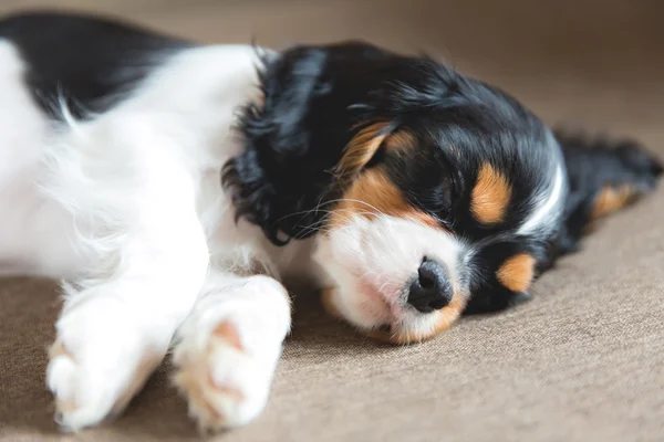 Cavalier spaniel cucciolo — Foto Stock