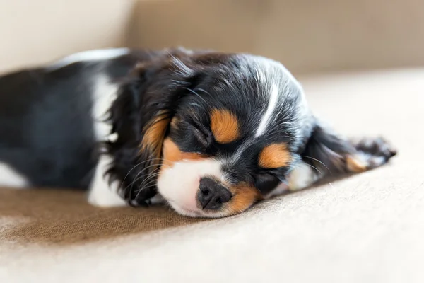 Cavalier spaniel hvalp - Stock-foto