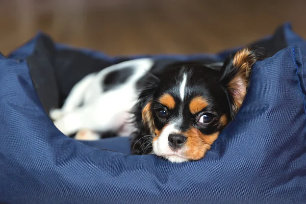 Cachorro spaniel cavalier Fotos De Stock