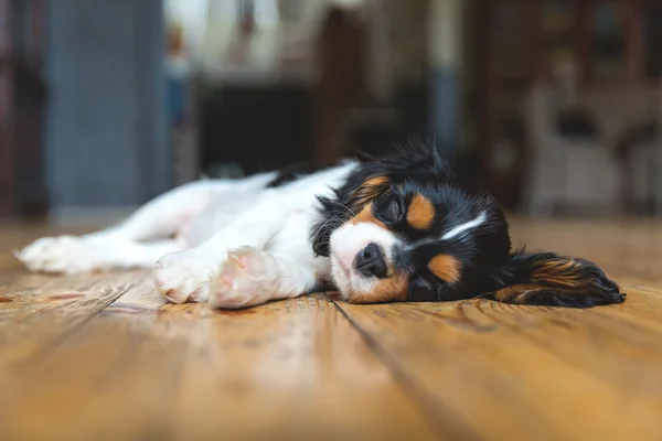 骑士猎犬小狗 图库图片