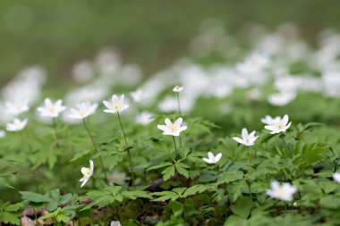 ormanda beyaz anemon