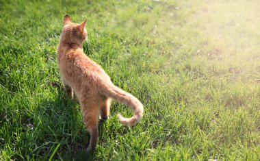 kırmızı kedi çimlerin üzerinde