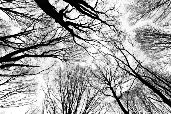 Leefless fák az erdőben — Stock Fotó