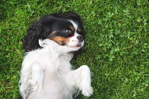 Potret seekor anjing — Stok Foto