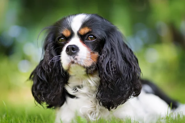 Portrait d'un chien — Photo