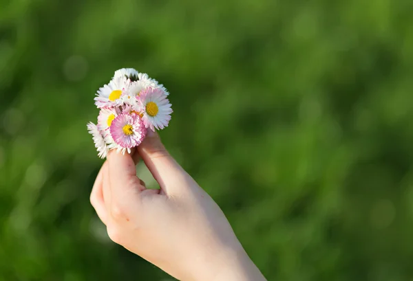 Bunch of daisies — Stock Photo, Image