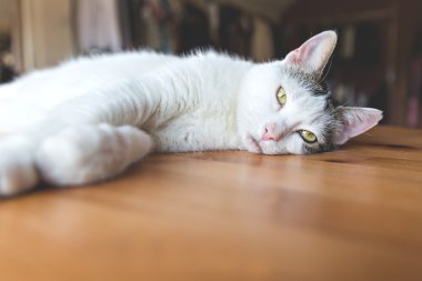 Bir kedinin portresi