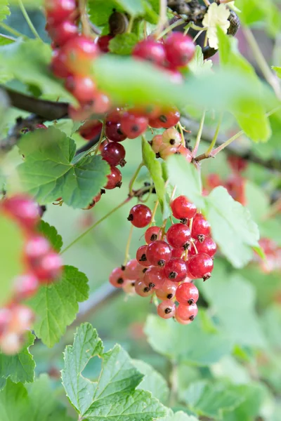 Röda vinbär i trädgården — Stockfoto