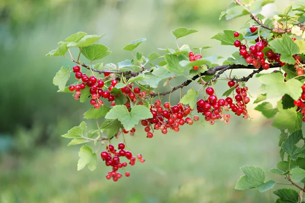 Röda vinbär i trädgården — Stockfoto