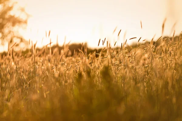 Sonnenuntergang über dem Feld — Stockfoto