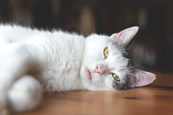 Porträtt av katt — Stockfoto