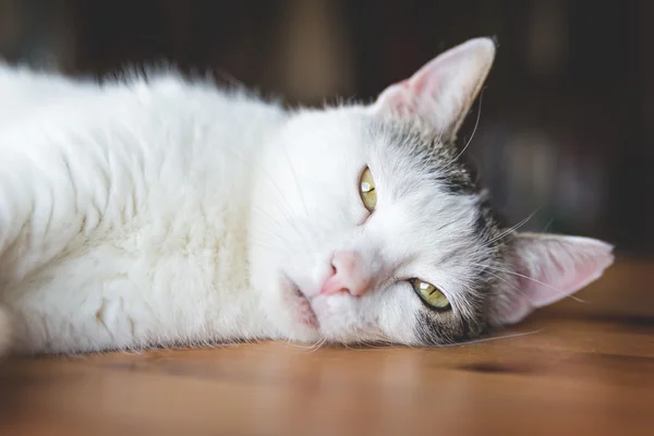 Porträtt av katt — Stockfoto