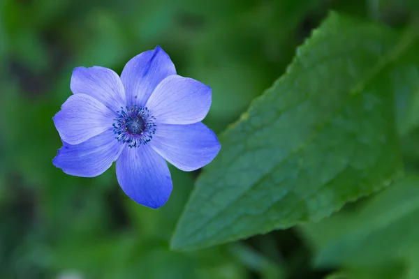 Enda blå blomma — Stockfoto