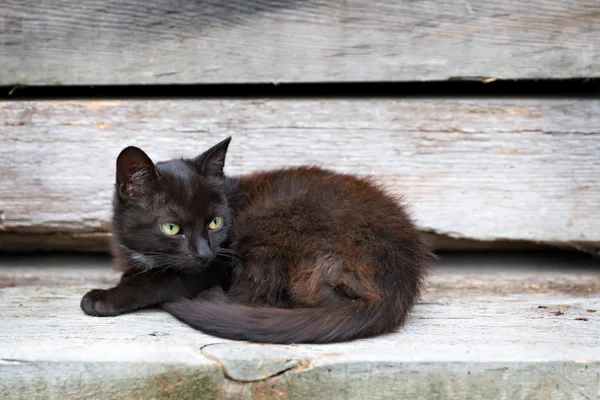 小さな黒い子猫 — ストック写真