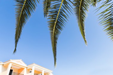 üzerinde mavi gökyüzü palmiye yaprakları