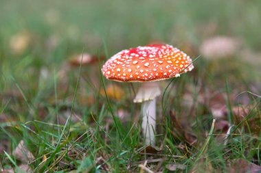 Ormandaki zehirli kırmızı mantar, Amanita Muscaria, tarım mantarı.