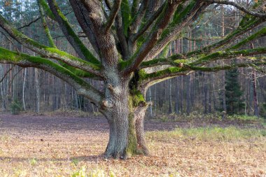 Yaşlı dev görkemli meşe ormanın ortasında.