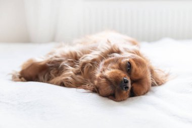 Tatlı köpek yatakta kestiriyor.