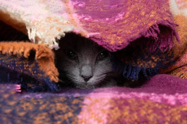 Vacker Grå Lekfull Kattunge Gömmer Sig Filten — Stockfoto