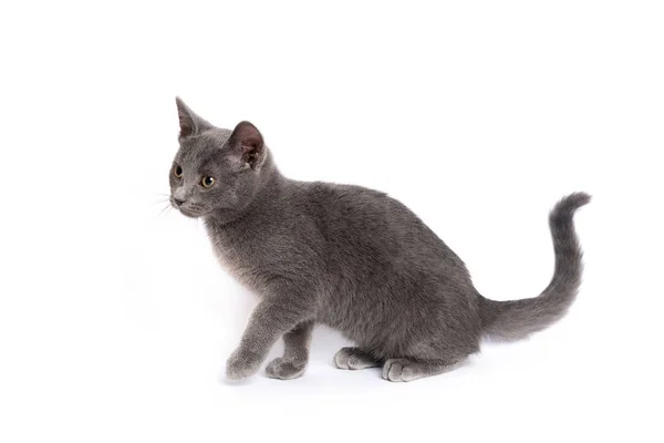 Beyaz Arka Planda Izole Edilmiş Güzel Gri Oyuncu Kedi Yavrusu — Stok fotoğraf