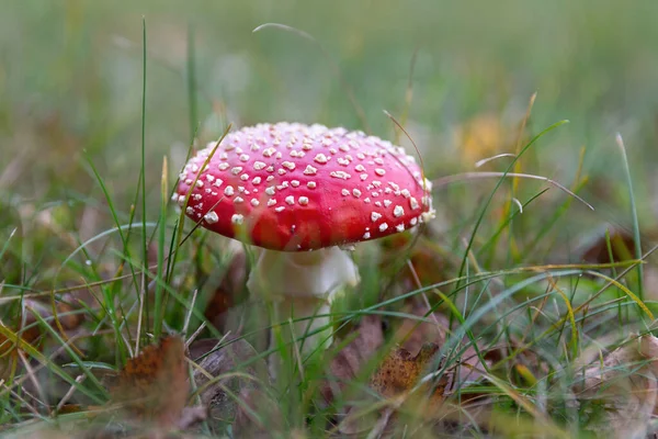 Poisonous red toadstool in the forest, Amanita Muscaria, fly agaric mushroom