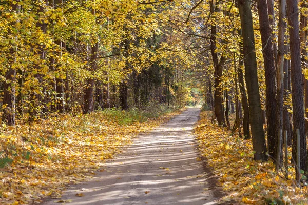 Caminho Vazio Através Floresta Outonal — Fotografia de Stock