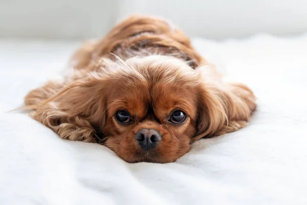 Portret Van Een Schattige Gelukkige Hond Ontspannen Witte Deken — Stockfoto