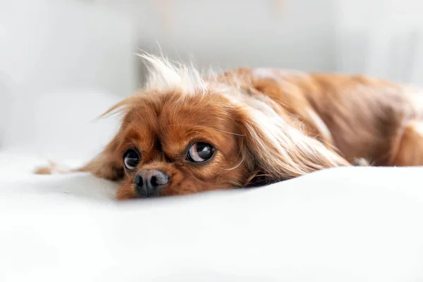 Portré Egy Aranyos Boldog Kutya Pihentető Fehér Takaró — Stock Fotó