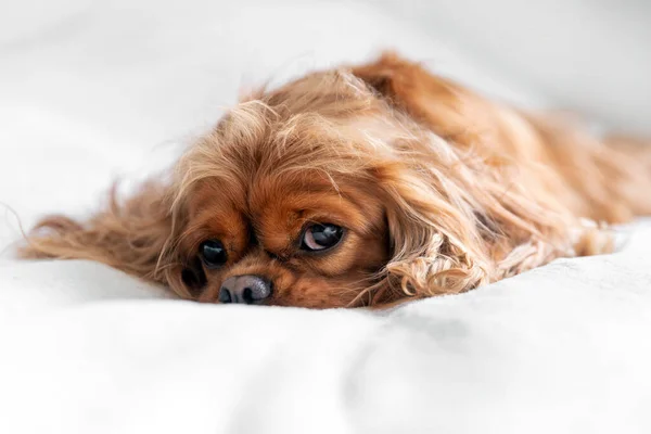 Портрет Милой Счастливой Собаки Отдыхающей Белом Одеяле — стоковое фото