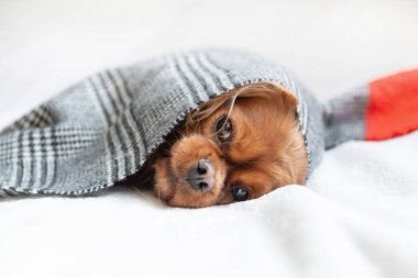 Sıcak eşarbın altında uyuyan köpek.