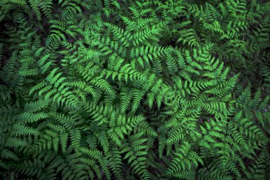 Yeşil yapraklı doğal çiçek eğreltiotu.