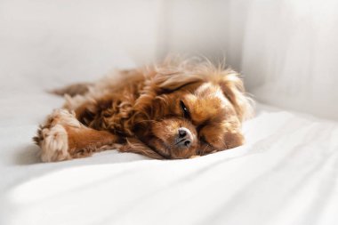 Yatak odasında tatlı bir köpek kestiriyor.