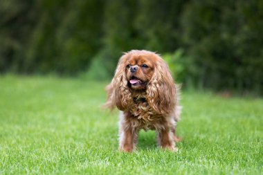Cavalier spaniel çimlerin üzerinde duruyor