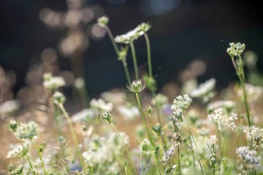 Yaz mevsiminde gün batımında çayır, yaz arkaplanı