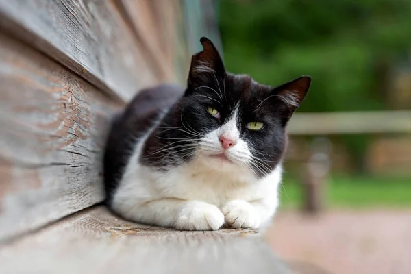 黒と白の猫休息 — ストック写真