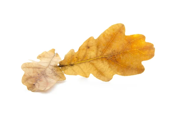 Oak leaves — Stock Photo, Image