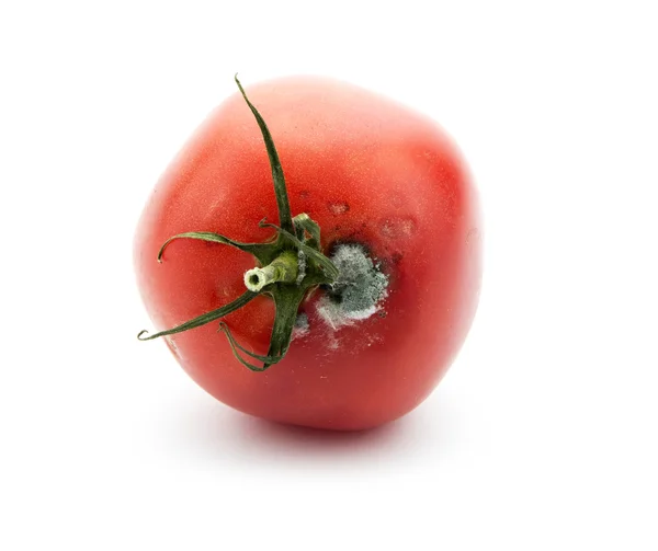 Çürük domates — Stok fotoğraf