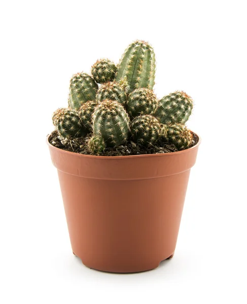 Cactus isolado — Fotografia de Stock