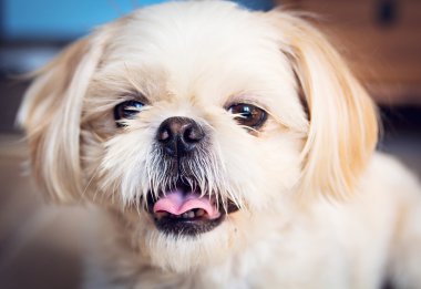 Shih Tzu