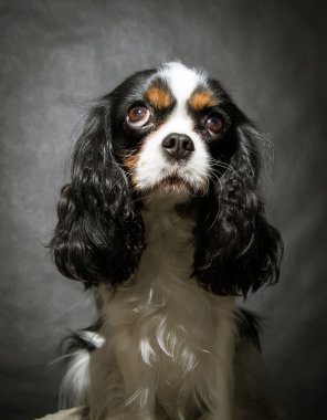 Şövalye spaniel