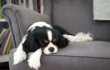 köpek uyurken