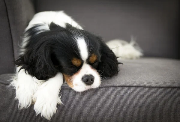 Perro durmiente — Foto de Stock