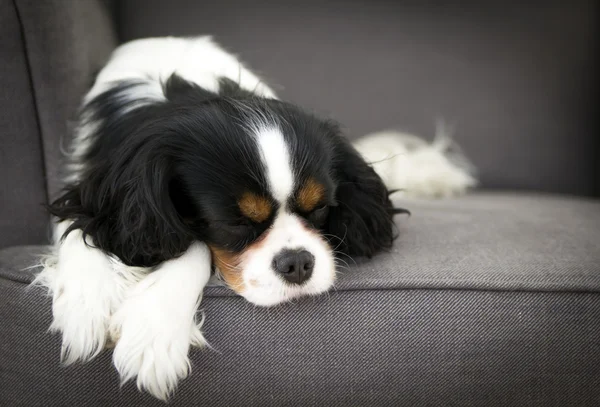 Cane dormiente — Foto Stock