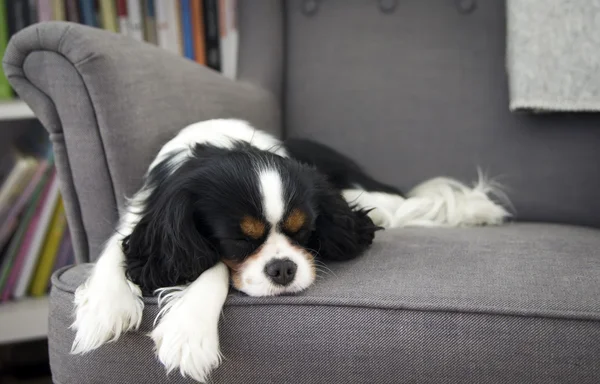 睡觉的狗狗 免版税图库图片