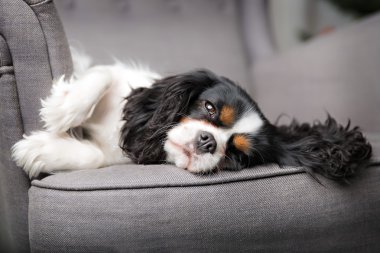 sevimli köpek portre